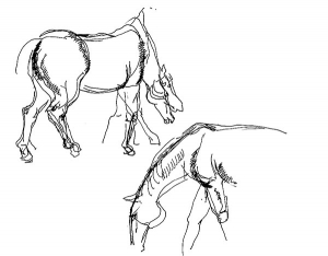 Horse, study