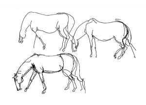 Horse, study