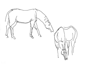 Horse, study