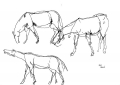 Horse, study