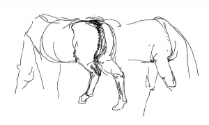 Horse, study