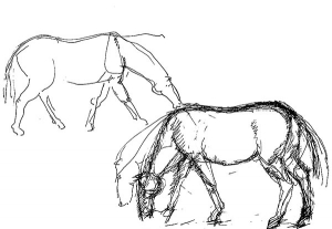 Horse, study