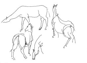 Horse, study