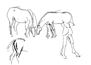 Horse, study