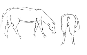 Horse, study