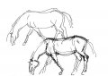 Horse, study