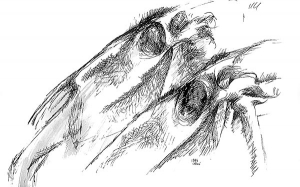 Horse skull, study