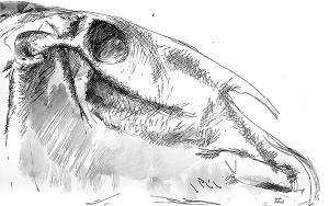 Horse skull, study