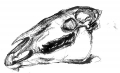 Horse skull, study