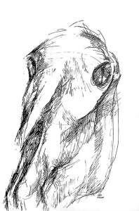 Horse skull, study